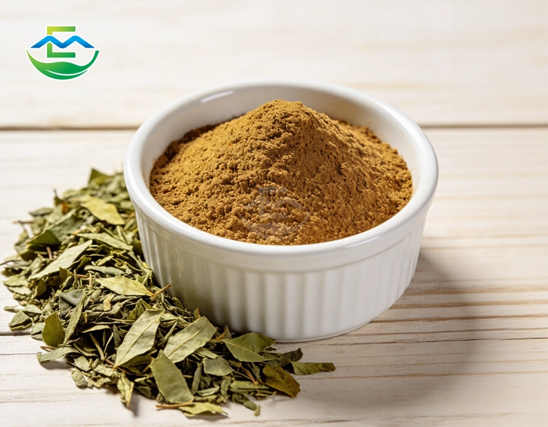 Yerba Mate Extractn powder
